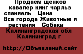 Продаем щенков кавалер кинг чарльз спаниель › Цена ­ 60 000 - Все города Животные и растения » Собаки   . Калининградская обл.,Калининград г.